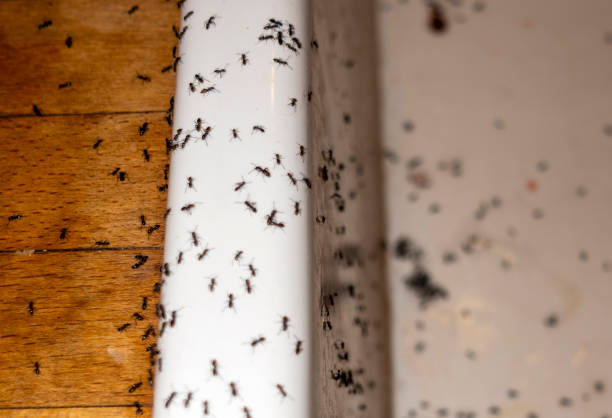 Pest Control Cost in Farmersville, OH